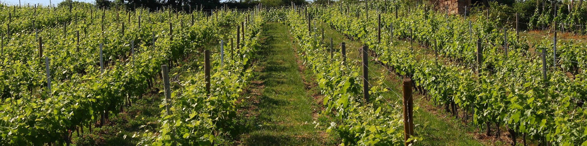 Vigne Côte du Rhône Chavanay Vallée du Rhône France