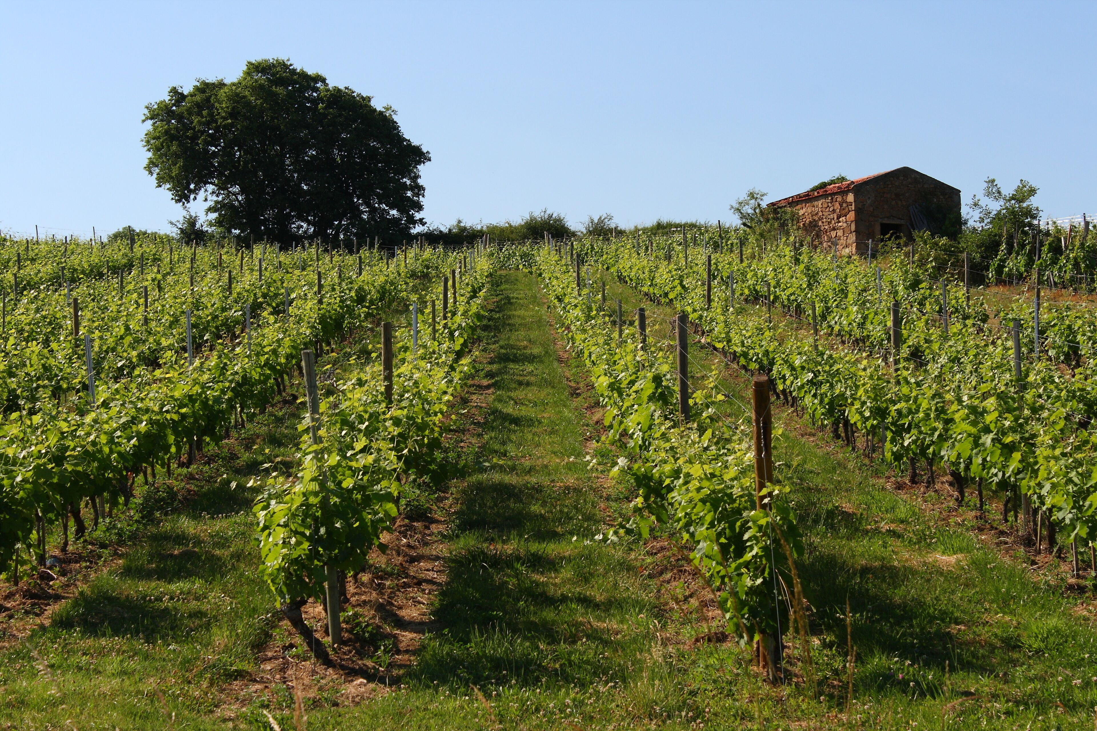 A vineyard with rows of grapevines and a stone building in the background.