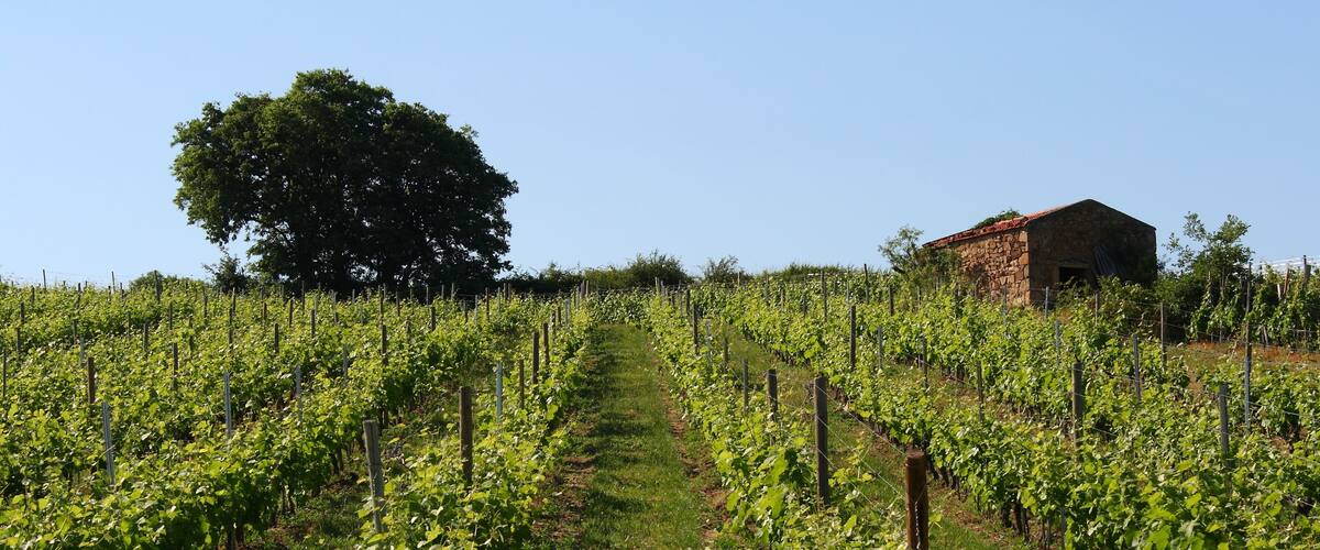 A vineyard with rows of grapevines and a stone building in the background.