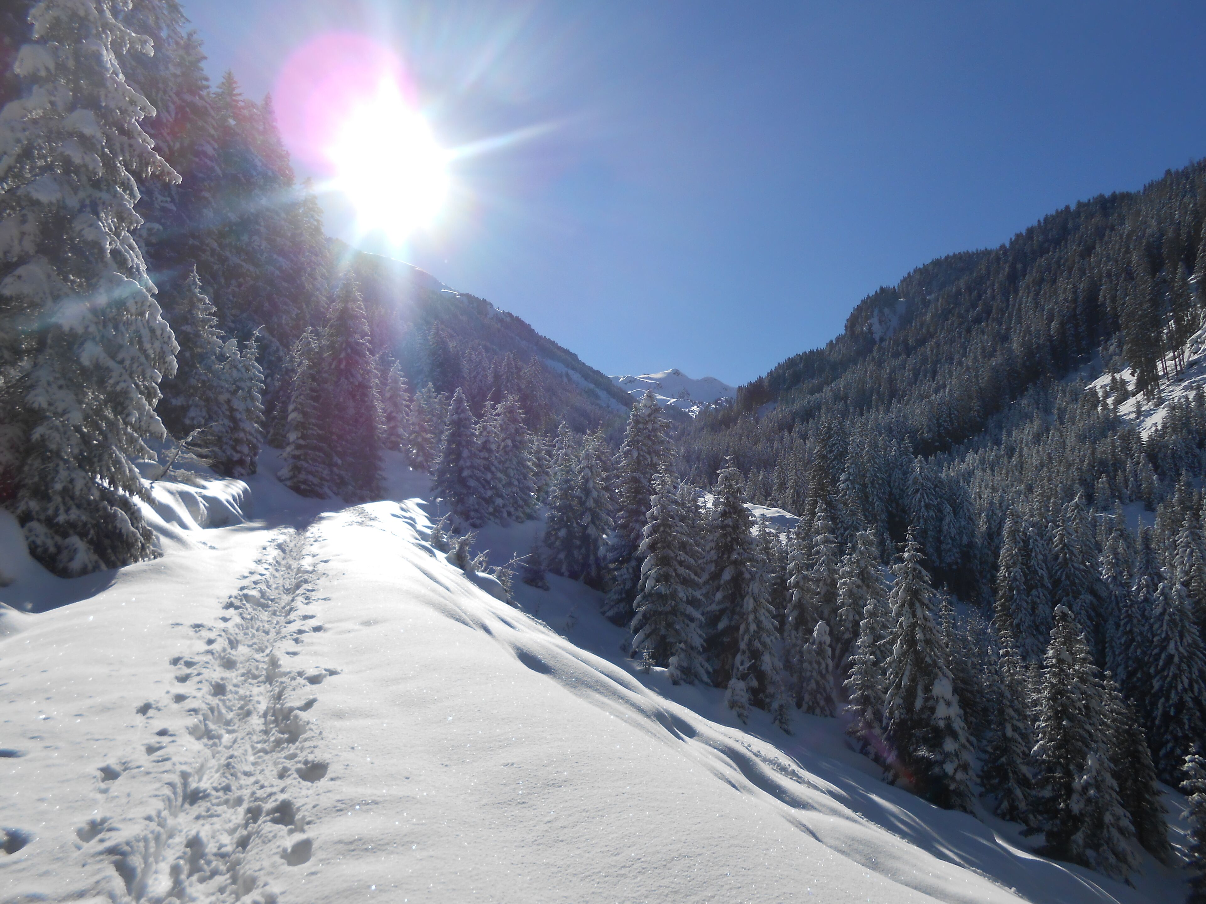 A snow-covered mountain path with footprints, surrounded by evergreen trees and a clear blue sky.