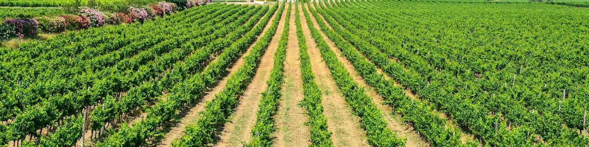 Country house near Montpellier