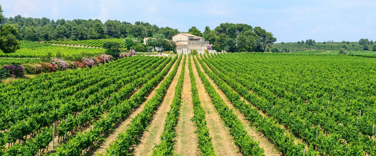 A vineyard with rows of grapevines and a building in the background.