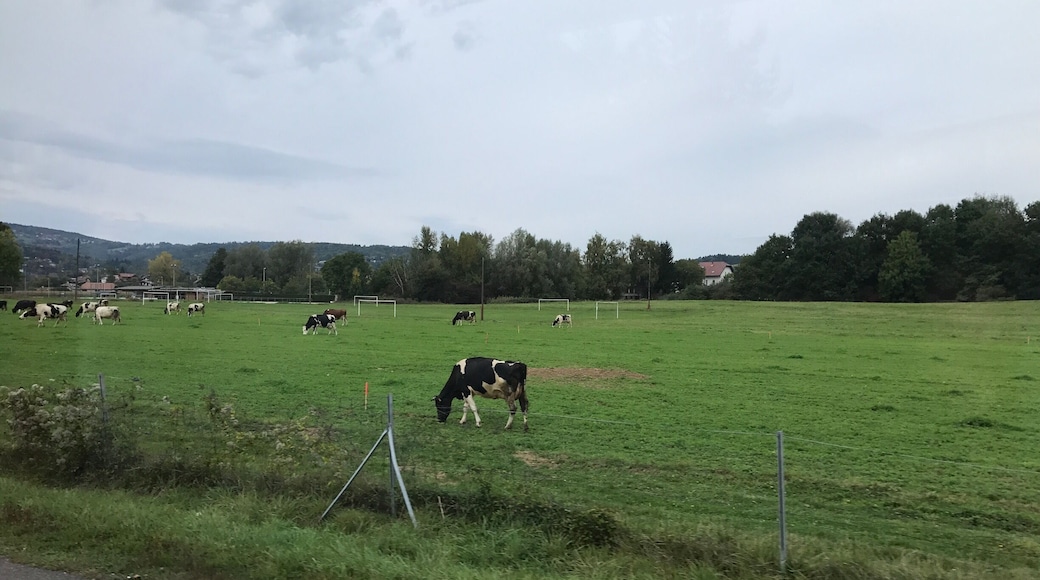 Along the roadside of the country-side in France. Lots of #green grass for these happy cows! #lifeatexpedia