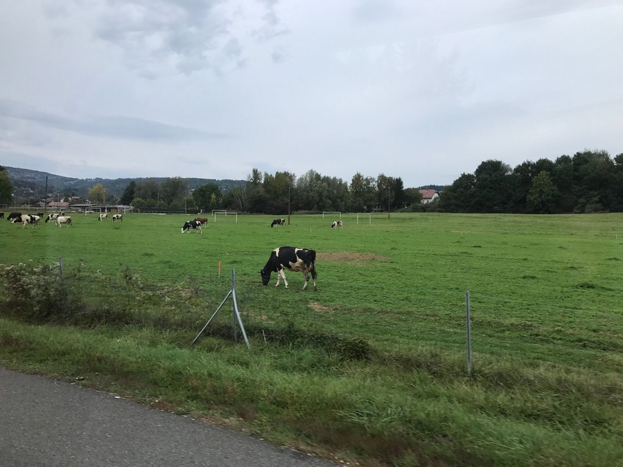 Along the roadside of the country-side in France. Lots of #green grass for these happy cows! #lifeatexpedia