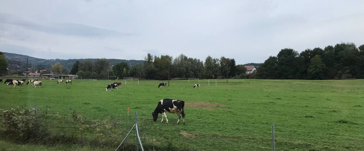 A rural landscape with a green field, cows grazing, and a soccer goal in the distance.
