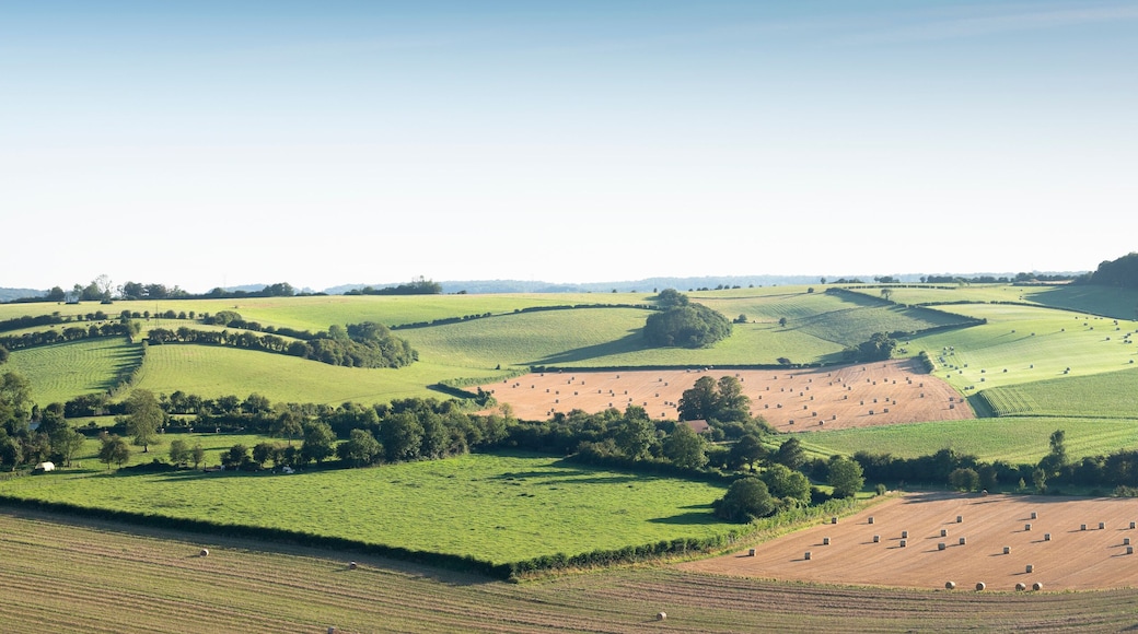 landscape with cornfields and meadows in regional parc de caps et marais d'opale in the north of france