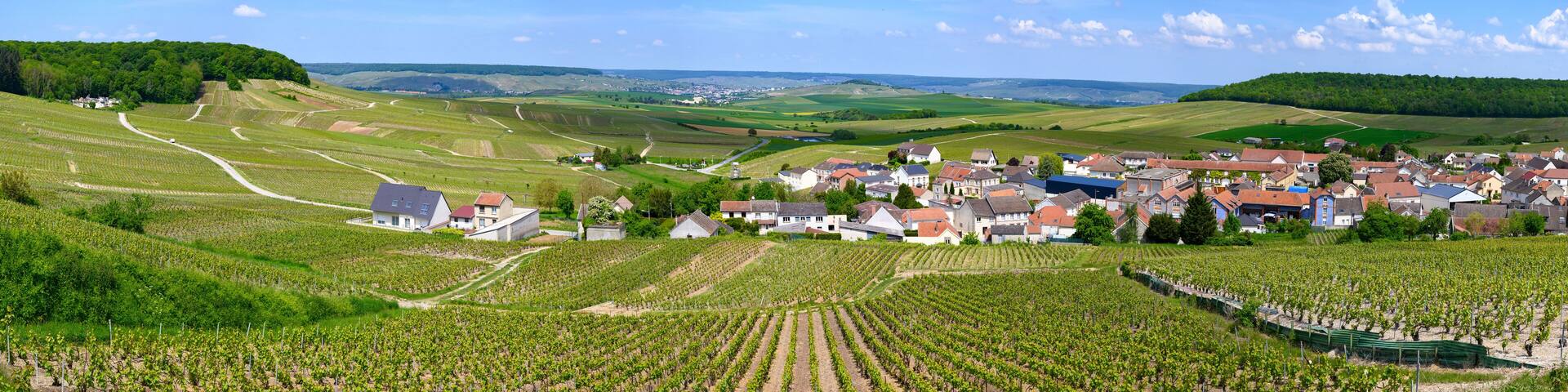 View on green grand cru champagne vineyards near villages Cramant Côte des Blancs area, Champange, France