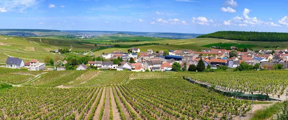 A vineyard with rows of grapevines, a small village with houses, and rolling hills in the background.