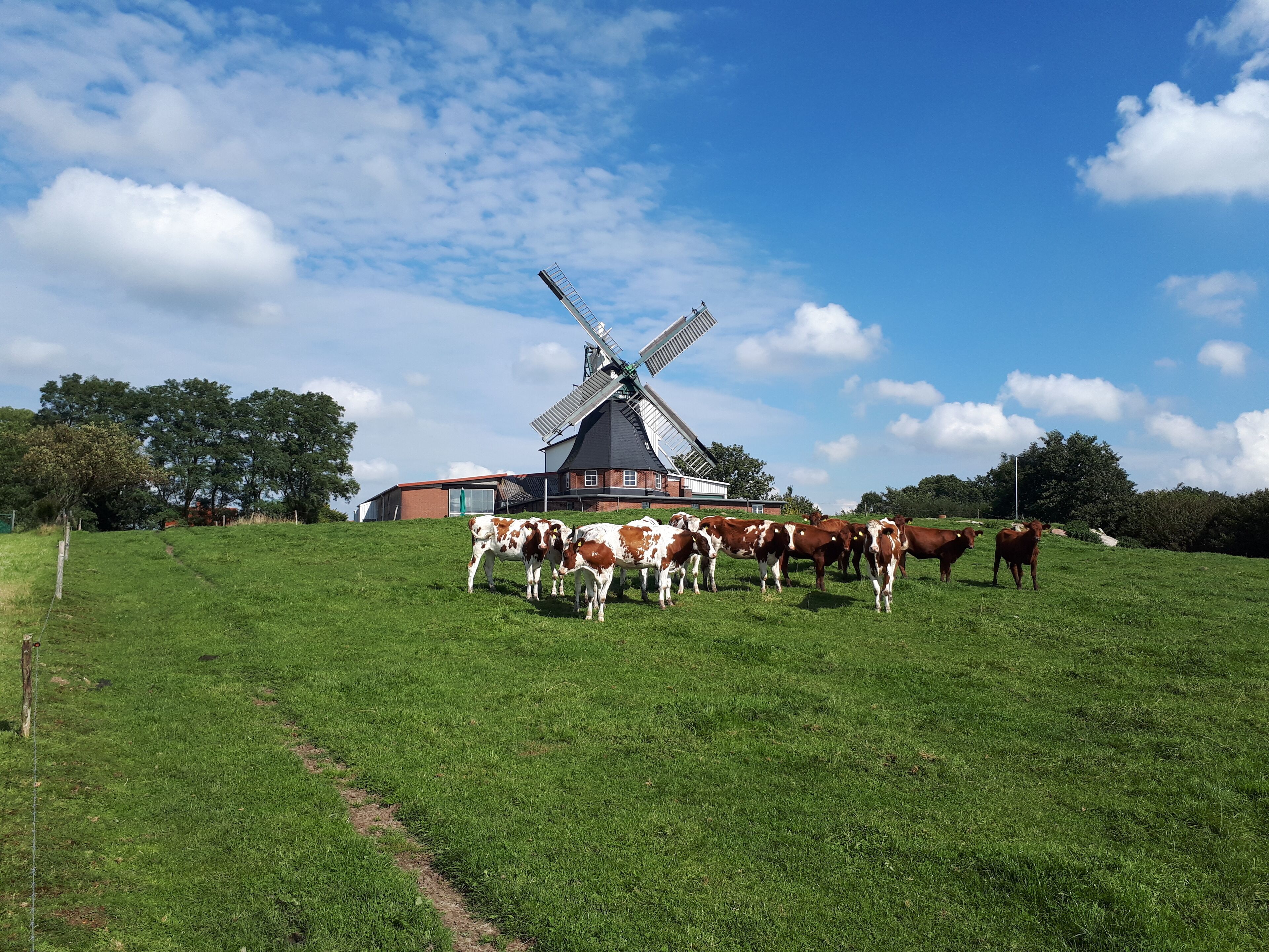 Die Götzberger Windmühle in Henstedt-Ulzburg. „Unterbauter Holländer“ oder „Kellerholländer“ mit Windrose und Jalousieflügeln.