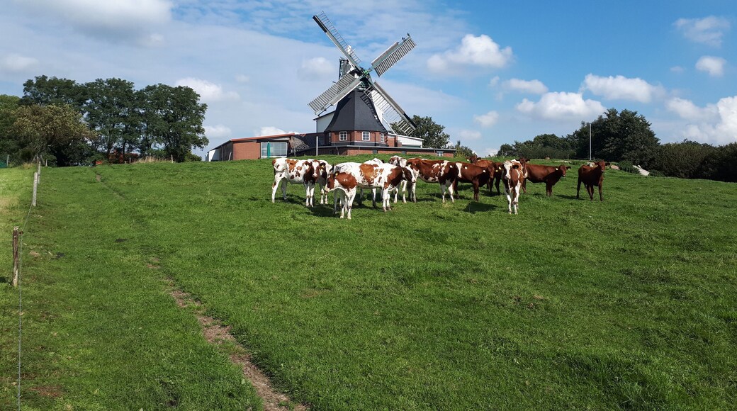 Die Götzberger Windmühle in Henstedt-Ulzburg. „Unterbauter Holländer“ oder „Kellerholländer“ mit Windrose und Jalousieflügeln.