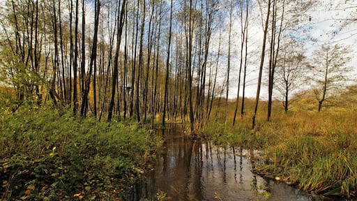 Henstedt-Ulzburg (Henstedt), Germany: The flooded Krambek