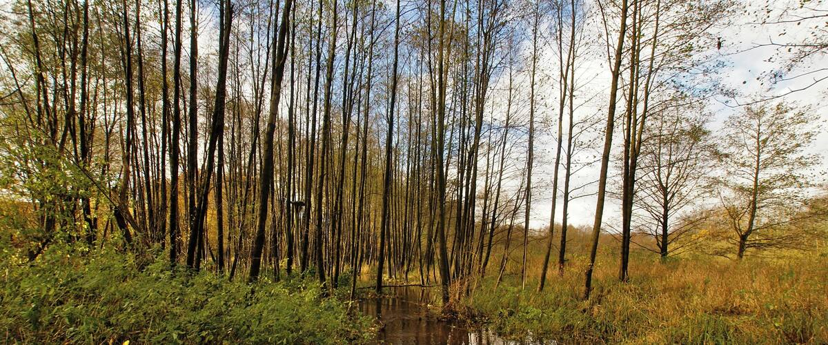A forested area with a small stream and tall trees.