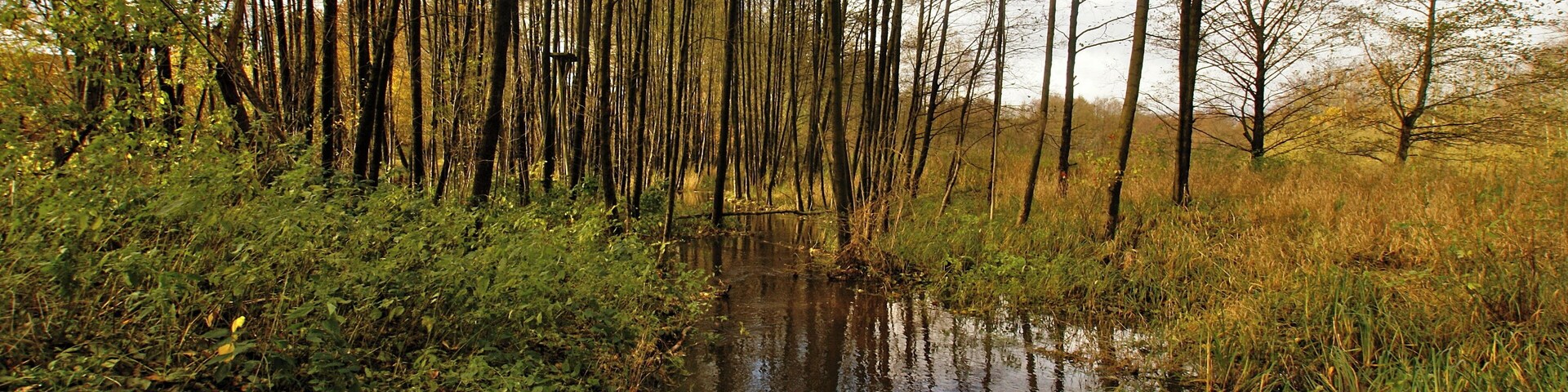A forested area with a small stream and tall trees.