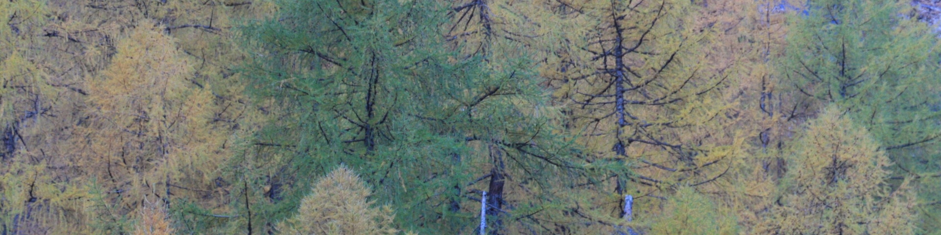Un bosque denso con una variedad de árboles, algunos con hojas amarillas.