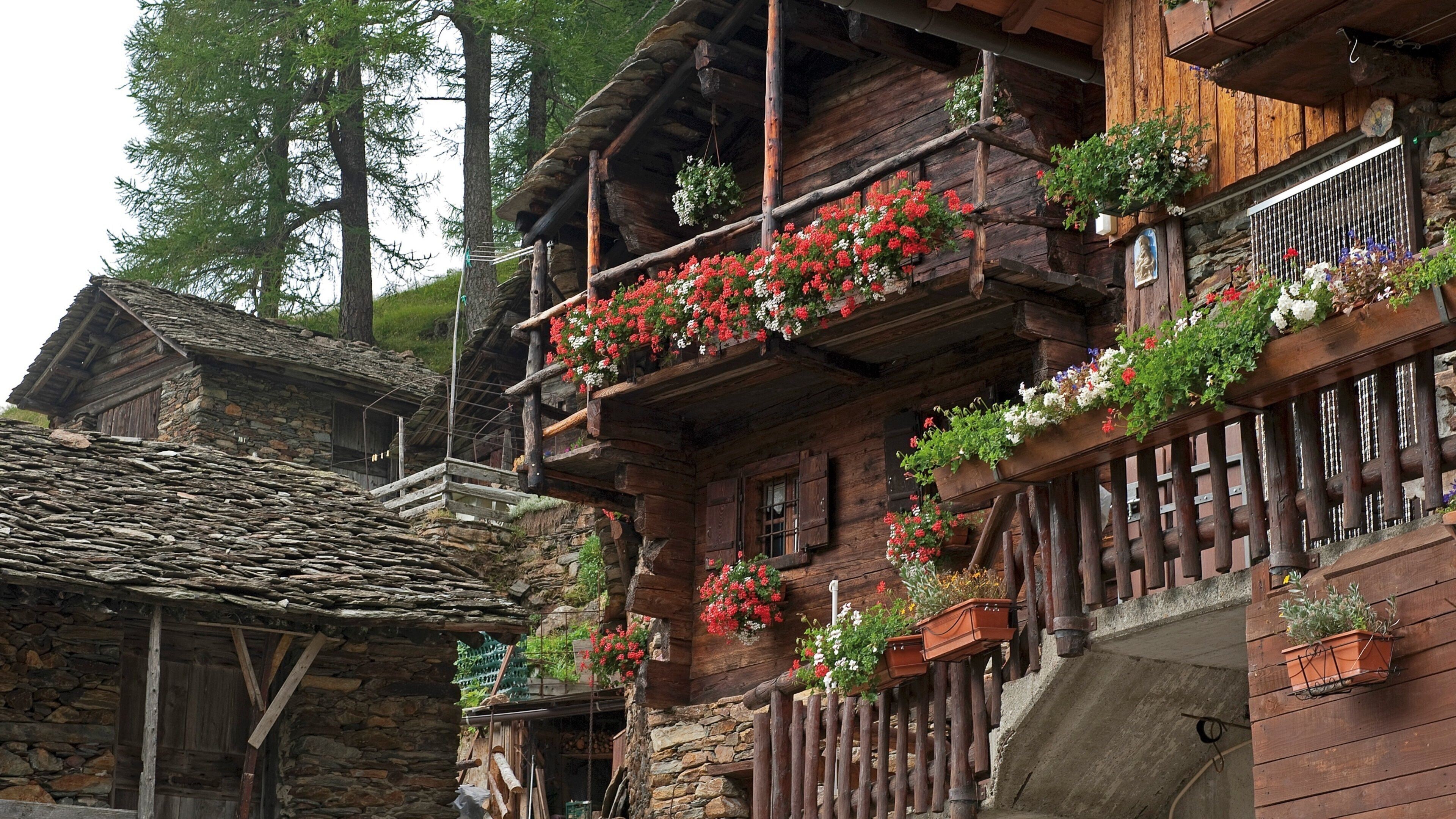 모데시모 이 포함 꽃