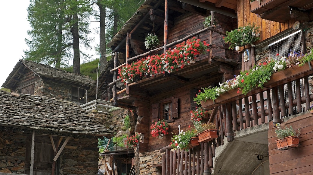 모데시모 이 포함 꽃