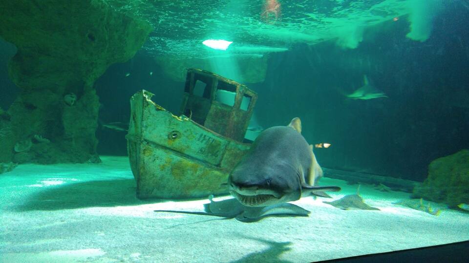 A shark swimming near a rusted metal structure in an aquarium.