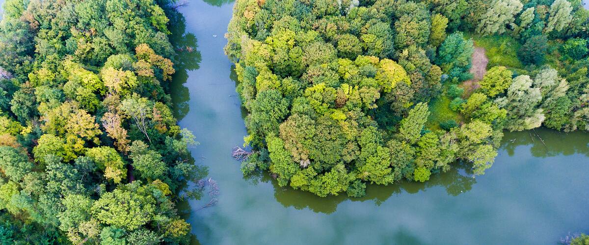 An aerial view of a dense forest with a river running through it.