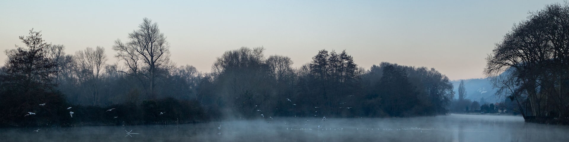 Mouettes dans le brouillard sur les boucles de la Seine
