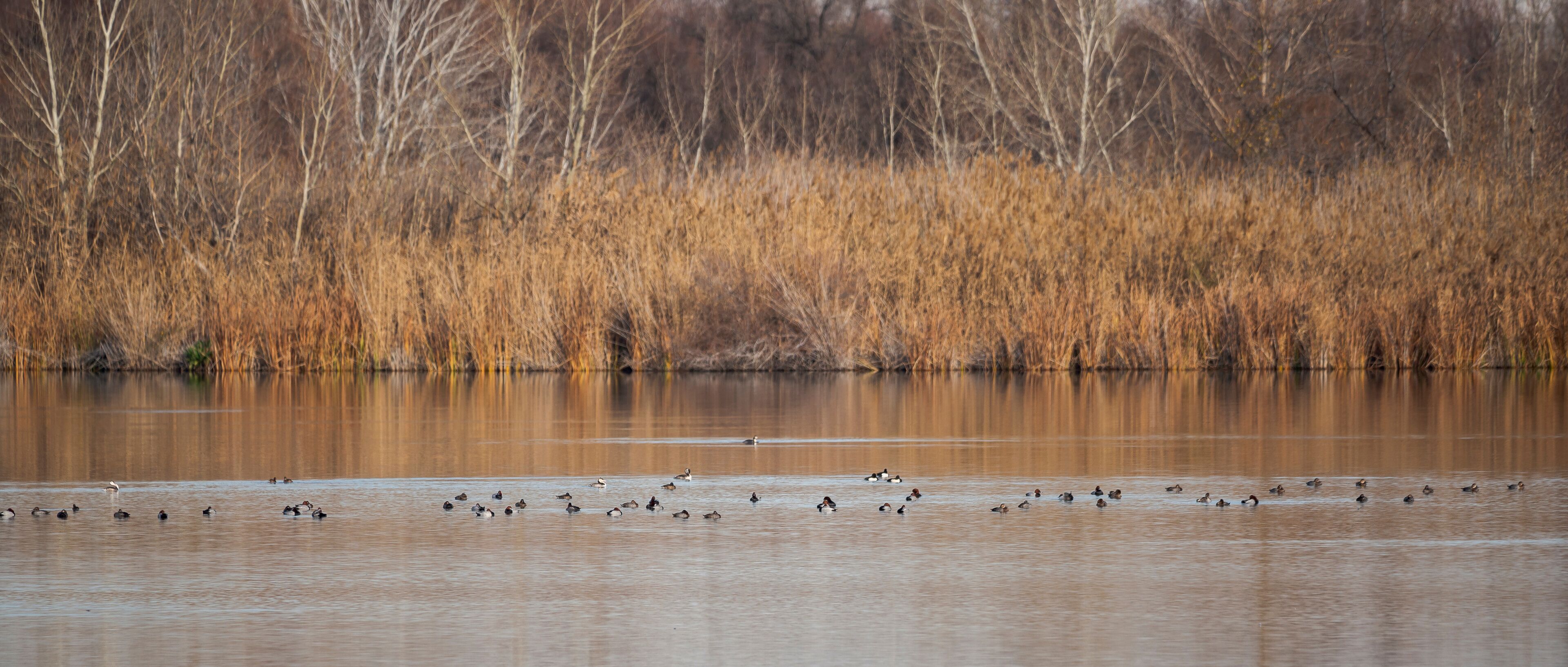 Water birds in the Velilla lagoon. This wetland is located in the municipality of Velilla de San Antonio, province of Madrid, Spain