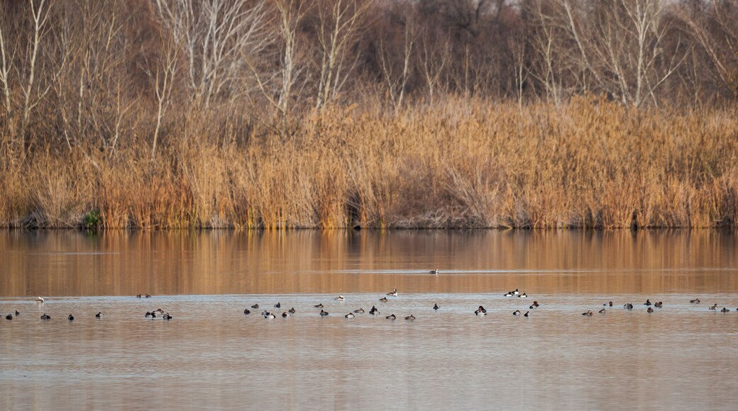 Water birds in the Velilla lagoon. This wetland is located in the municipality of Velilla de San Antonio, province of Madrid, Spain