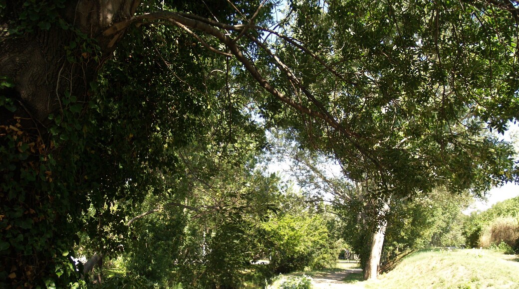 Chemin dans Saint-Martin-de-Crau.