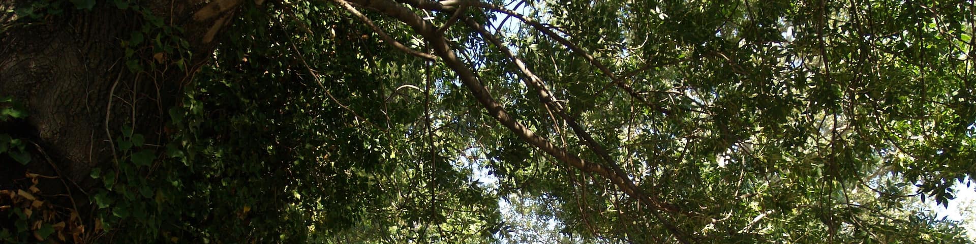 Chemin dans Saint-Martin-de-Crau.