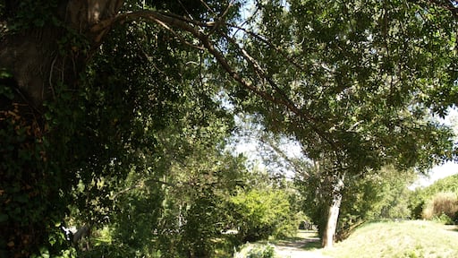 Chemin dans Saint-Martin-de-Crau.