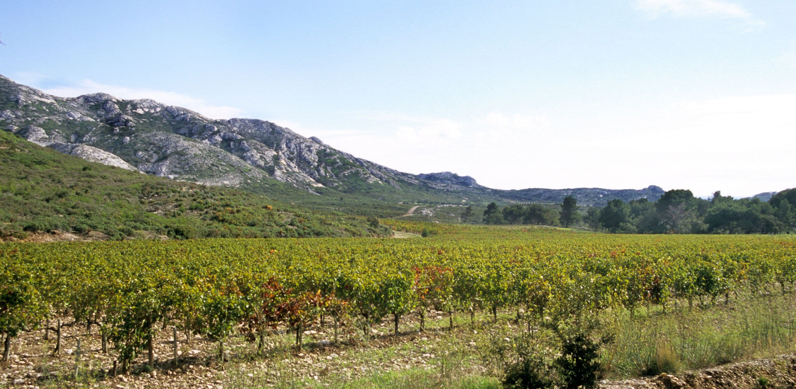 winery in southern france
