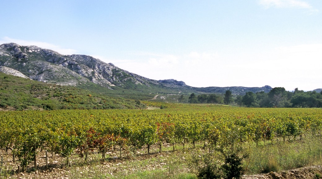 winery in southern france