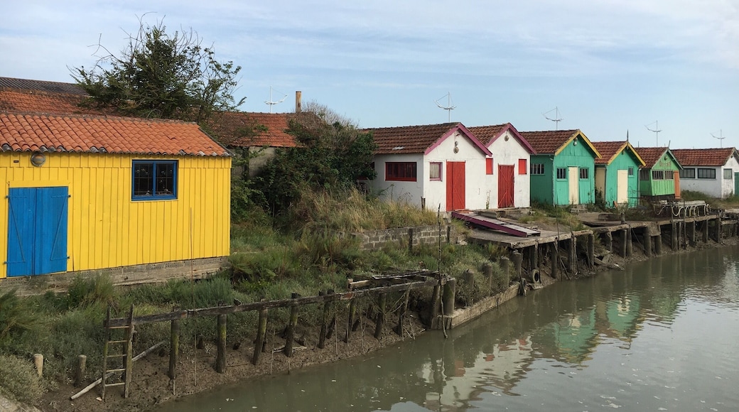 Come on and eat oyester