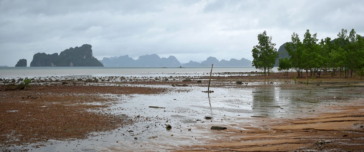 Mangrove forest neary Tha Tondo village in Yao Noi Island, Phang-nga, THAILAND.