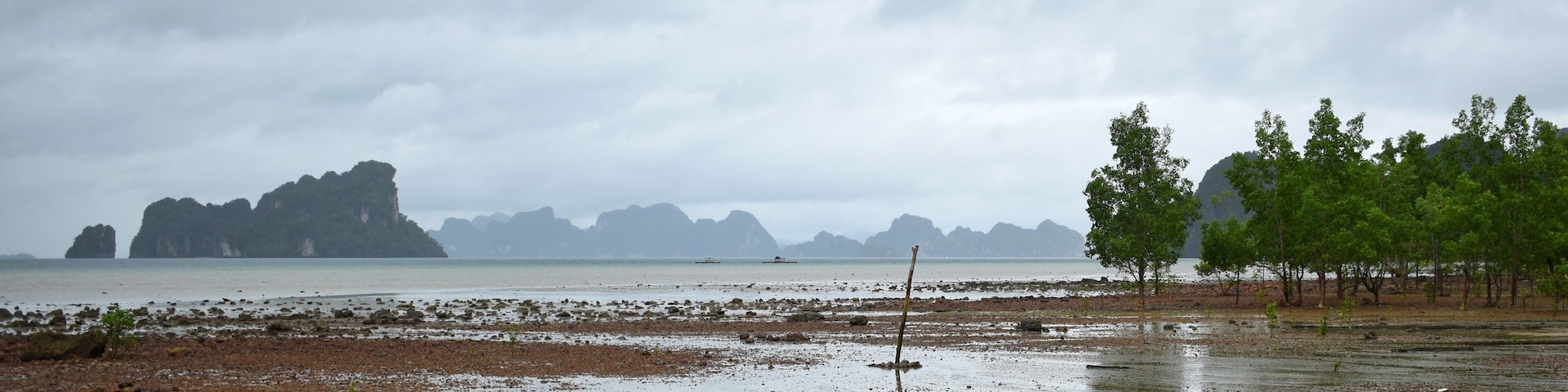 Mangrove forest neary Tha Tondo village in Yao Noi Island, Phang-nga, THAILAND.