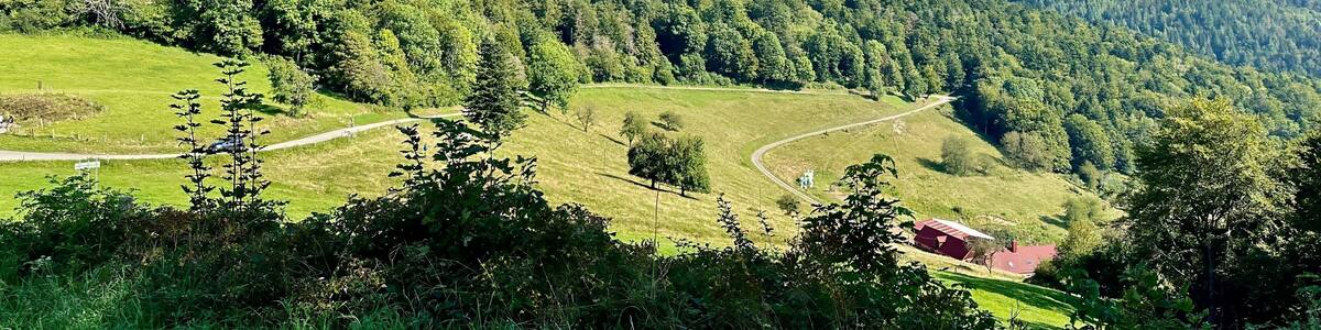 Panoramic View of Rolling Green Hills and Forested Mountain Range in the Vosges, Alsace Region, France, on a Clear Summer Day