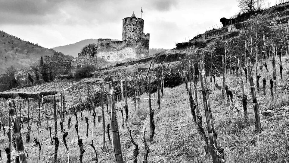 Situated in the Alsace is the pretty village of Kayersberg.
You can climb from the town up through the vineyards to the castle, which is free, for some great views across the town.
At the time of year we visited the grapes still had a lot of growing time left but you could see vineyards for miles around from the top.