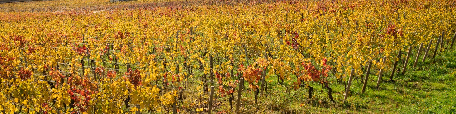vignoble, vignes aux couleurs chaudes de l'automne en Côte d'Or en Bourgogne, vignoble de la côte de Beaune, grands crus, Ladoix, Ladoix-Serrigny, corton et le corton-charlemagne, Aloxe-Corton