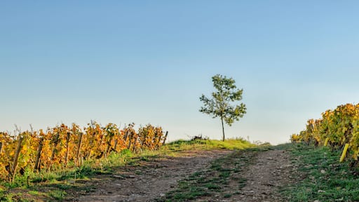 ラドワ セリニー
