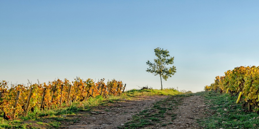 Climat de Bourgogne "Le Rognet et Coton", Ladoix-Serrigny, France