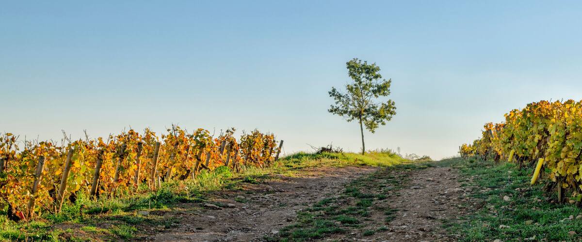 A vineyard with rows of grapevines and a dirt path.