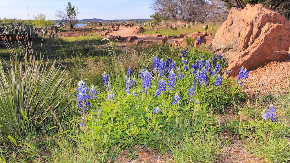 Blubonnets on Hiking Trail thru Texas State Park in Early Spring