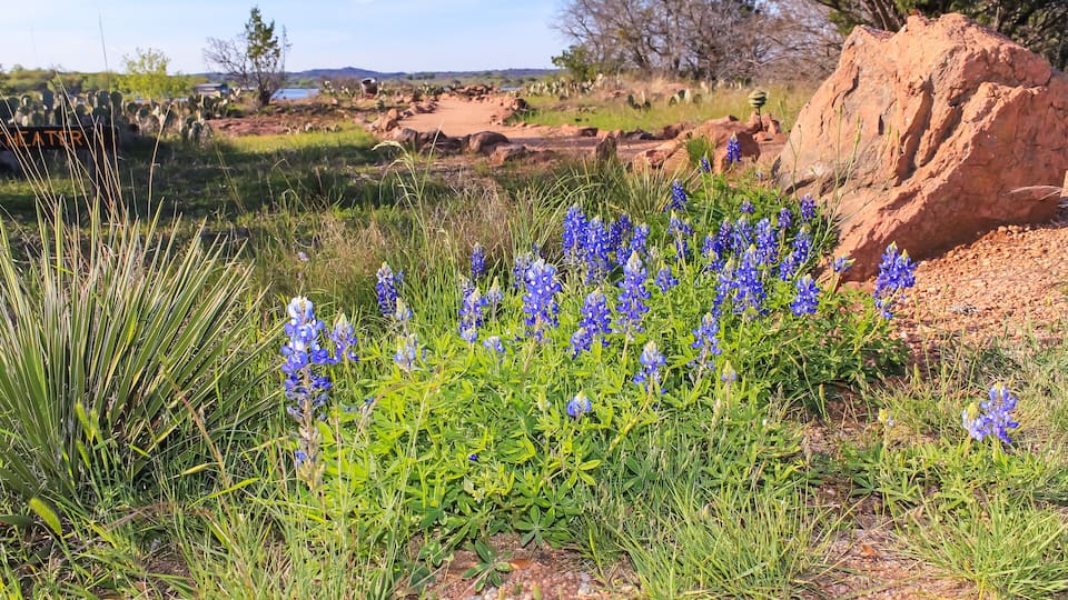 A field of blue lupine flowers, a large red rock, and a distant water body.