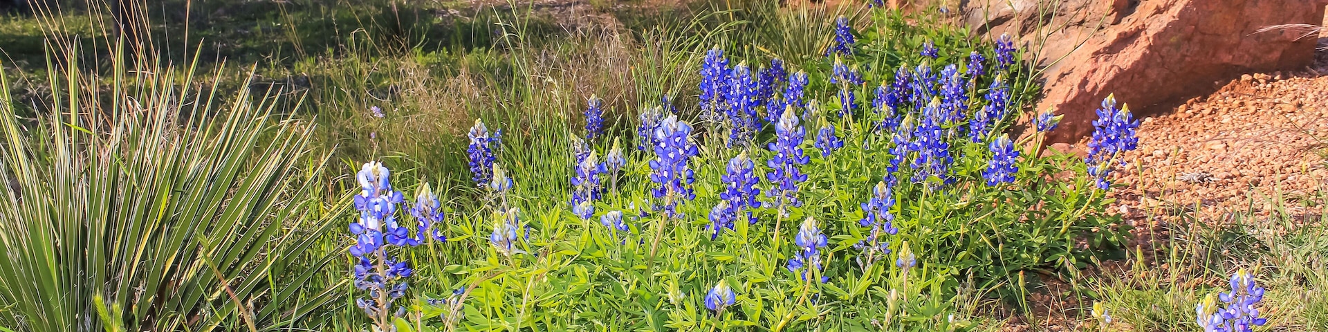 Blubonnets on Hiking Trail thru Texas State Park in Early Spring