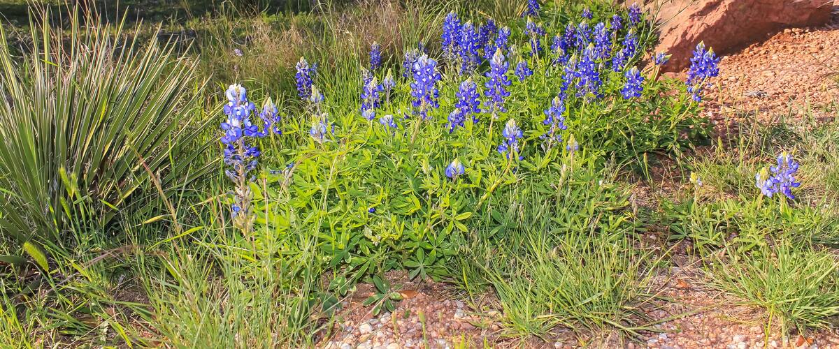 Blubonnets on Hiking Trail thru Texas State Park in Early Spring