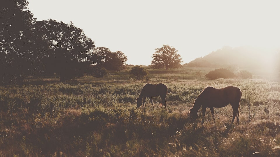 A field with two horses grazing, surrounded by trees and a hazy sky.