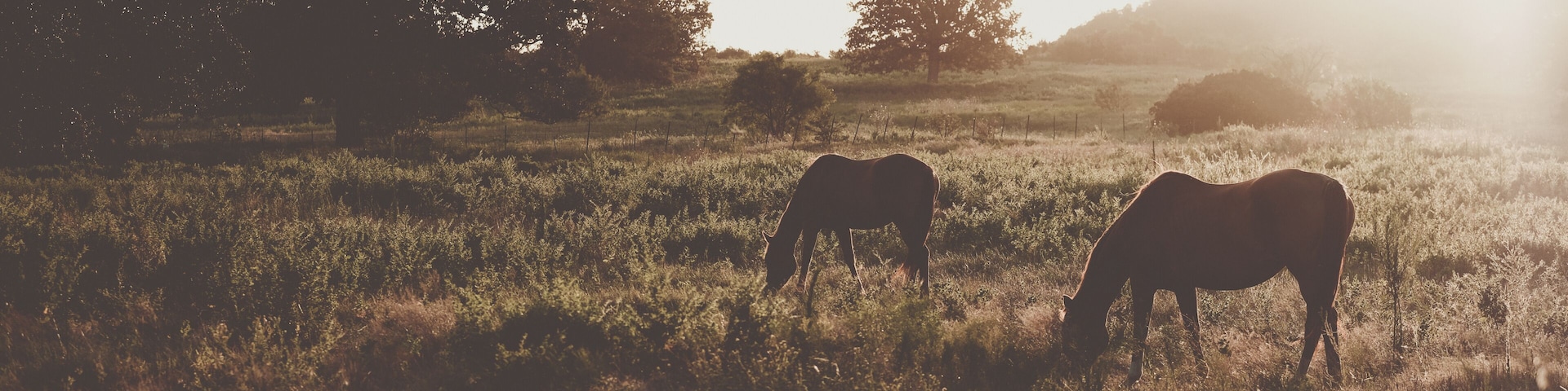Horses grazing in early morning pasture during sunrise. Rural setting in Texas landscape.