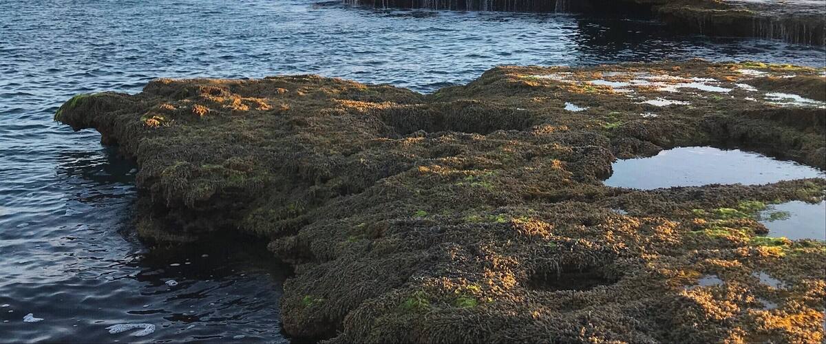 This unique rock formation can be found at Number 16 Beach in the Mornington Peninsula, which is about an hour and a half drive from Melbourne. Be sure to visit at low tide for the best viewing. #SMDdoesOZ #MorningtonPeninsula #Australia