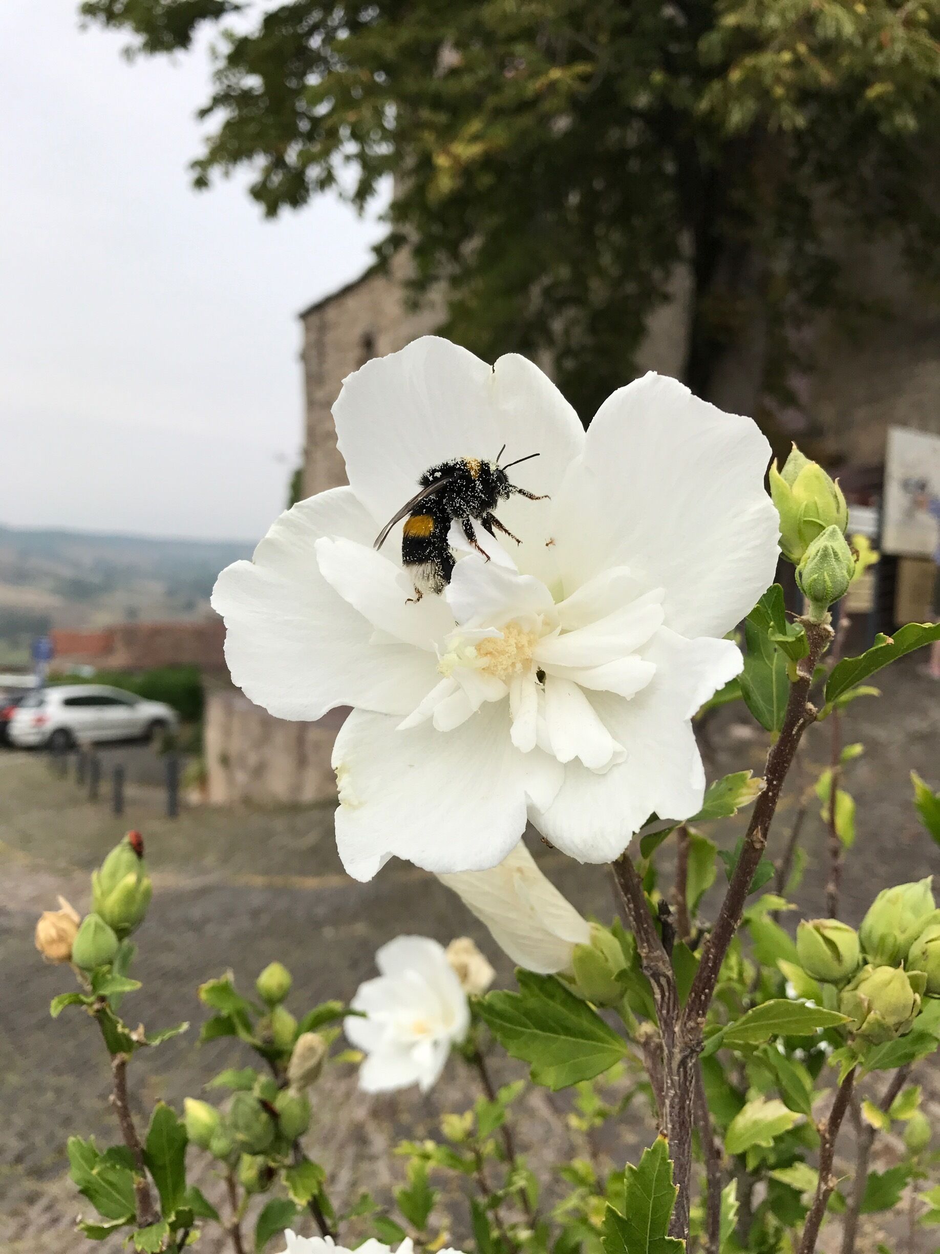 A very busy bumble bee, collecting pollen on an altéa flower in Cordes Sur Ciel.