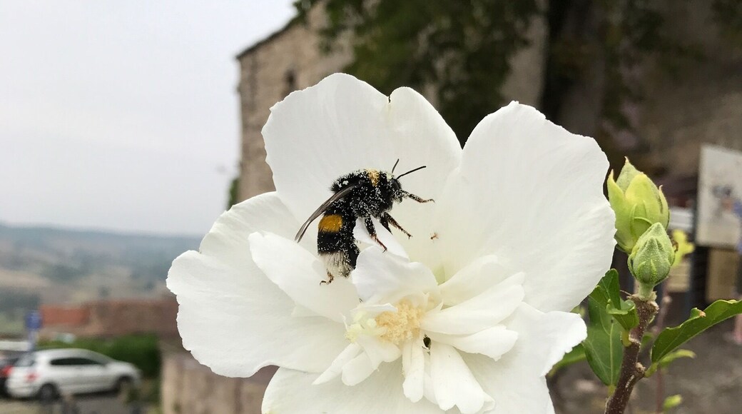 A very busy bumble bee, collecting pollen on an altéa flower in Cordes Sur Ciel.