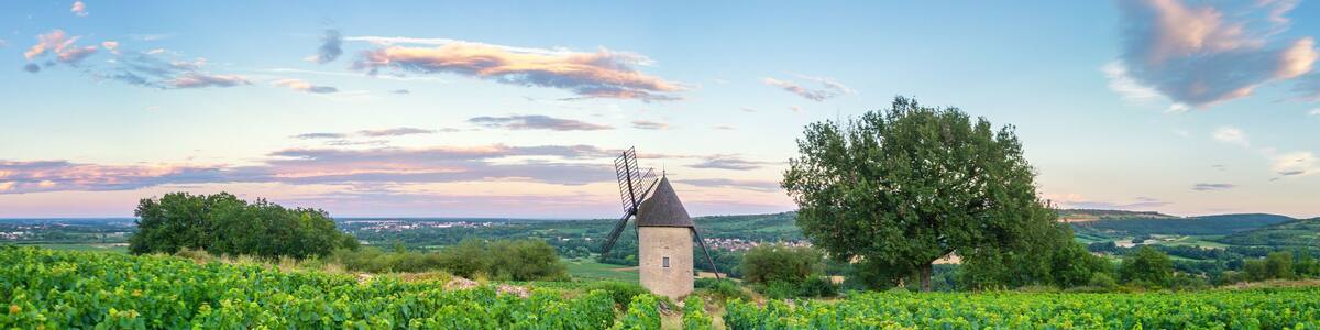 Panorama of Vineyard with Windmill - Santenay, France