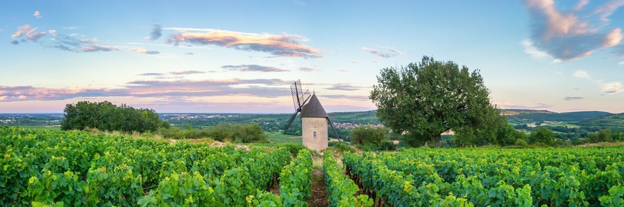Panorama of Vineyard with Windmill - Santenay, France